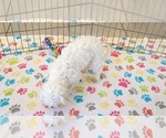 Small #5 Maltipoo (Toy)