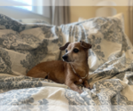 Small #2 Dachshund Mix