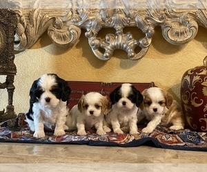 Cavalier King Charles Spaniel Puppy for sale in LAREDO, TX, USA