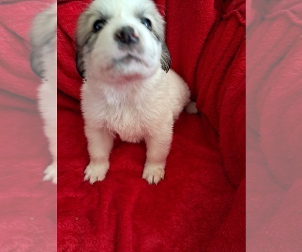 Medium Photo #2 Great Pyrenees Puppy For Sale in BANCROFT, WI, USA