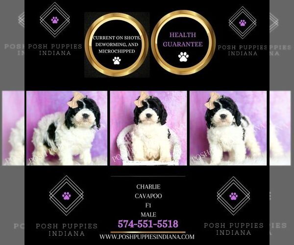 Medium Photo #8 Cavapoo (Miniature) Puppy For Sale in WARSAW, IN, USA