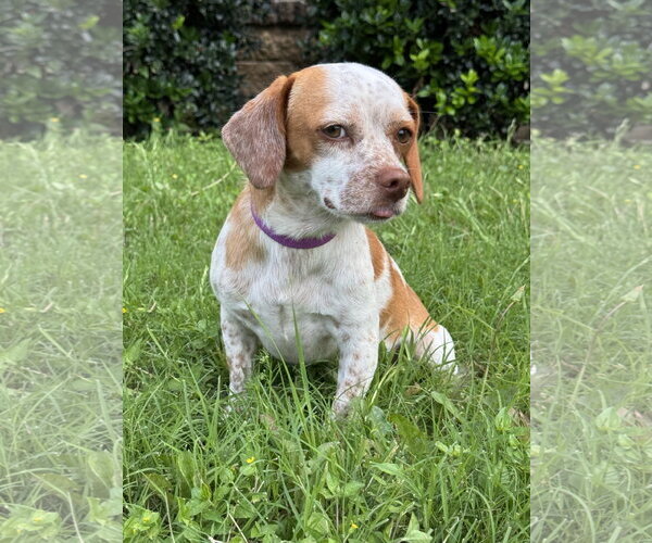 Medium Photo #5 Jack-A-Bee Puppy For Sale in PIPE CREEK, TX, USA