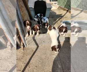 English Springer Spaniel Puppy for sale in THERMAL, CA, USA