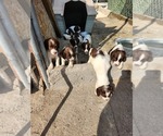 Small English Springer Spaniel