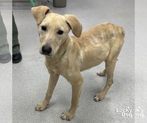 Labrador Retriever-Retriever  Mix Dogs for adoption in Washington, DC, USA