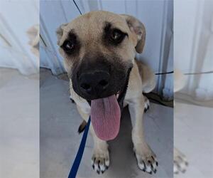 German Shepherd Dog-Unknown Mix Dogs for adoption in Bakersfield, CA, USA