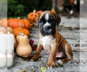 Boxer Puppy for Sale in SPANAWAY, Washington USA