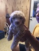 Small Photo #1 Poodle (Standard) Puppy For Sale in BOAZ, AL, USA