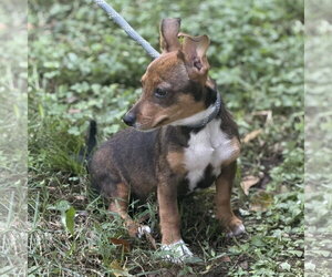 NAOMI - Female Chihuahua Dog for Adoption - Photo #3