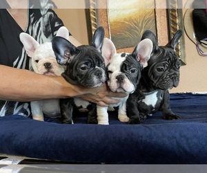 French Bulldog Puppy for sale in SAN JACINTO, CA, USA