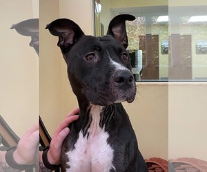 Mutt Dogs for adoption in Low Moor, VA, USA