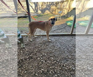 Black Mouth Cur-Unknown Mix Dogs for adoption in Jackson, MS, USA