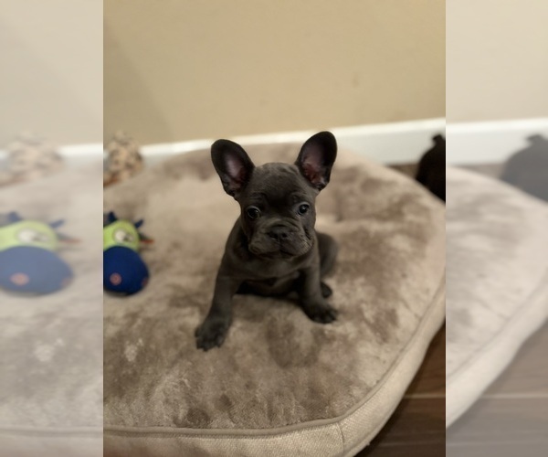 Medium Photo #1 French Bulldog Puppy For Sale in MANTECA, CA, USA