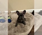 Puppy Blue French Bulldog
