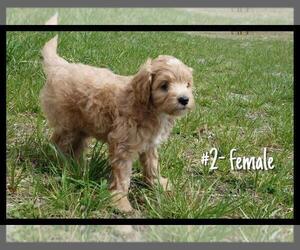 Miniature Bernedoodle Puppy for sale in BEECHGROVE, TN, USA