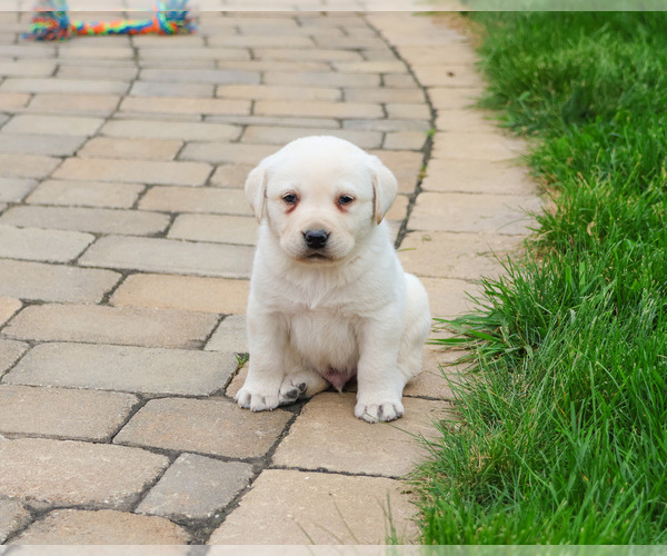 Medium Photo #5 Labrador Retriever Puppy For Sale in SYRACUSE, IN, USA