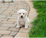 Small #4 Labrador Retriever