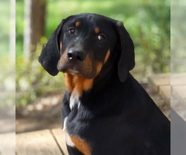 Medium Photo #3 Coonhound-Unknown Mix Puppy For Sale in Canton, CT, USA