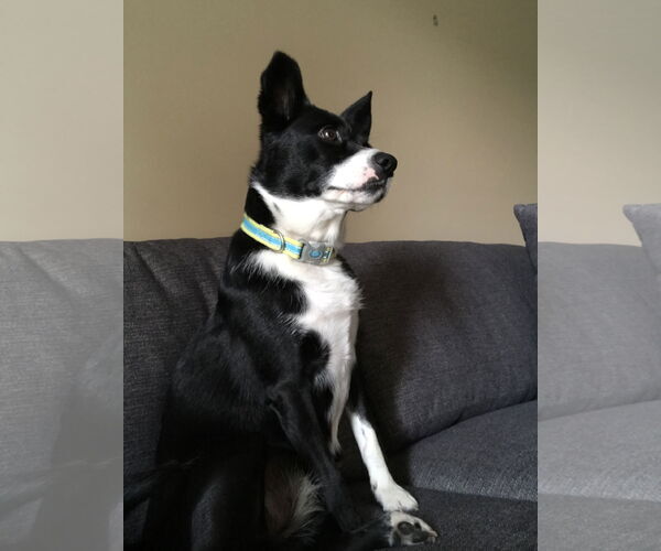 Medium Photo #2 Border Collie-Rat Terrier Mix Puppy For Sale in Highland, IL, USA
