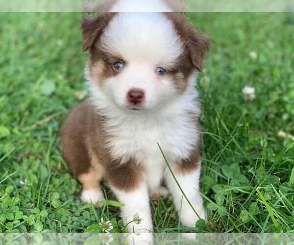 Medium Photo #9 Miniature Australian Shepherd Puppy For Sale in MANSFIELD, PA, USA