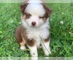 Small Photo #9 Miniature Australian Shepherd Puppy For Sale in MANSFIELD, PA, USA