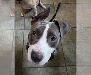 American Staffordshire Terrier-Unknown Mix Dogs for adoption in Appleton, WI, USA