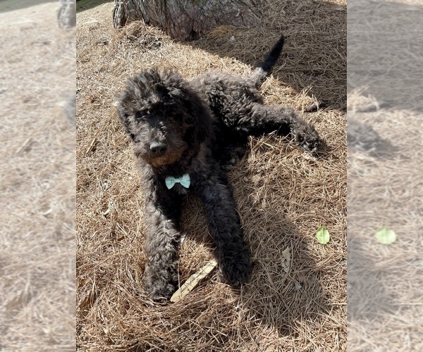 Medium Photo #5 Labradoodle-Poodle (Standard) Mix Puppy For Sale in MIDDLESEX, NC, USA