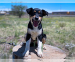 Small Photo #1 Australian Shepherd-Mutt Mix Puppy For Sale in ENGLEWOOD, CO, USA