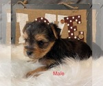 Small Photo #22 Yorkshire Terrier Puppy For Sale in HAMPTON, VA, USA