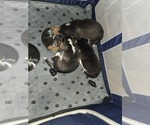 Small #21 Siberian Husky