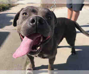 American Pit Bull Terrier Dogs for adoption in Santa Maria, CA, USA