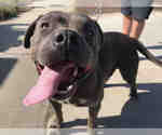 Small American Pit Bull Terrier