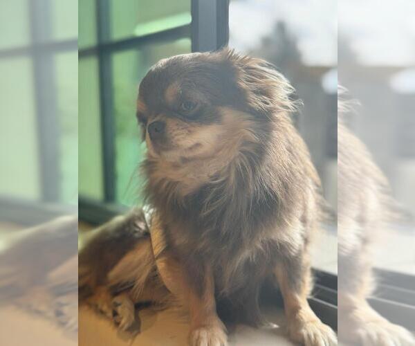 Medium Photo #1 Chihuahua Puppy For Sale in PEORIA, AZ, USA