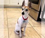 Small #2 Rat Terrier