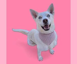 Siberian Husky Dogs for adoption in Bakersfield, CA, USA