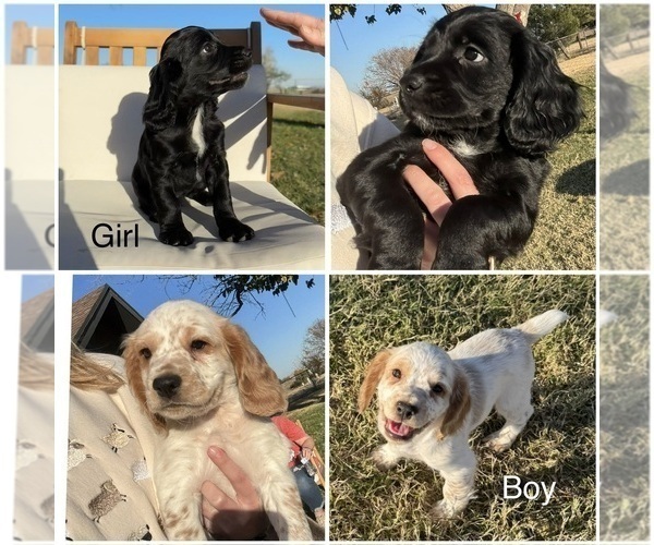 Medium Photo #1 Cocker Spaniel Puppy For Sale in SAN ANGELO, TX, USA
