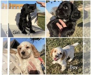 Cocker Spaniel Litter for sale in SAN ANGELO, TX, USA