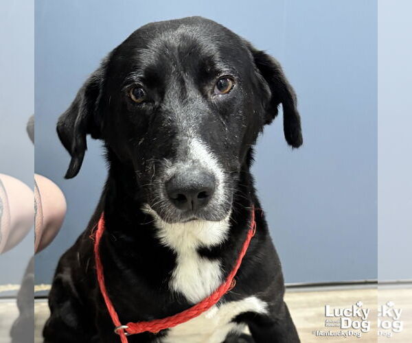 Medium Photo #2 Labrador Retriever-Retriever  Mix Puppy For Sale in Washington, DC, USA