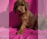 Puppy Bailey Goldendoodle