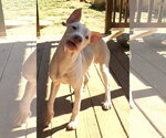 Small Photo #2 American Pit Bull Terrier-Unknown Mix Puppy For Sale in Wetumpka, AL, USA