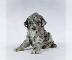 Poodle (Miniature)-Sheepadoodle Mix Puppy for sale in HOLMESVILLE, OH, USA