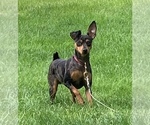Small Photo #1 Miniature Pinscher Puppy For Sale in STERLING, MI, USA