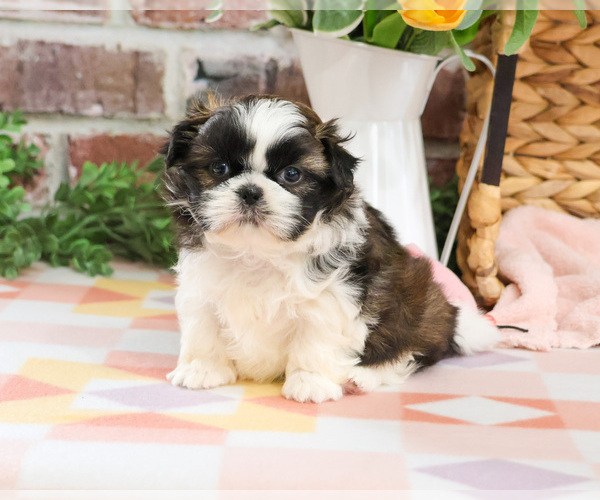 Medium Photo #3 Shih Tzu Puppy For Sale in SYRACUSE, IN, USA