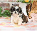 Small #2 Shih Tzu