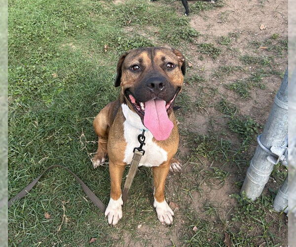 Medium Photo #2 Mutt Puppy For Sale in Ocala, FL, USA