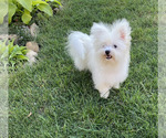 Small #1 Bichon Frise-Morkie Mix