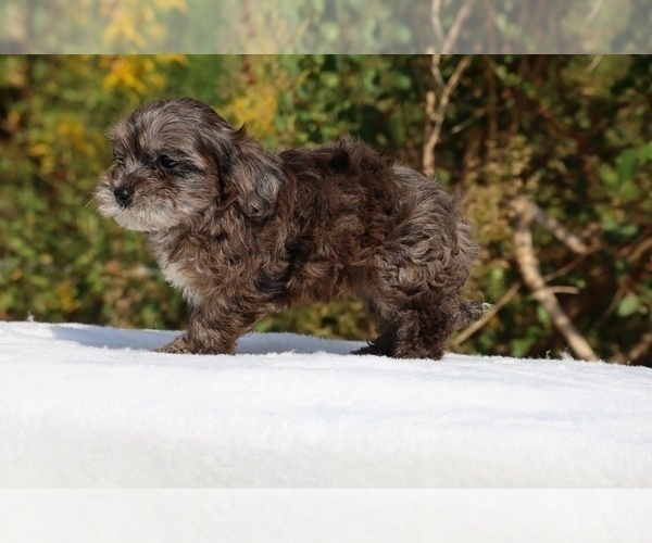 Medium Photo #57 ShihPoo Puppy For Sale in DYERSBURG, TN, USA