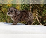 Small #56 ShihPoo