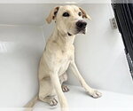 Small Labrador Retriever