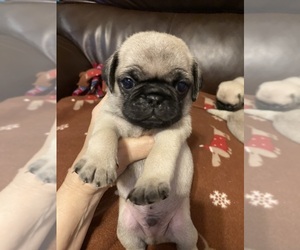 Pug Puppy for sale in SEVIERVILLE, TN, USA